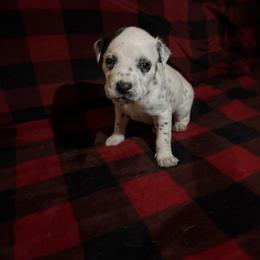 Joe Jonas - White and black male Dalmatian puppy in Fort Cavasos, Texas from Mainstreet Dalmation