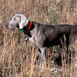 Weimaraner All Grown Up from Megan's Weimaraners