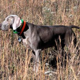 Weimaraner All Grown Up from Megan's Weimaraners