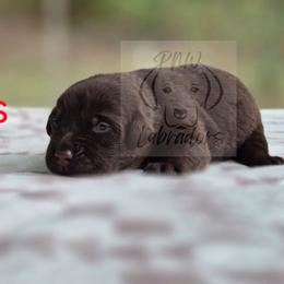 Rod - Chocolate male Labrador Retriever puppy in Rogue River, Oregon from PNW Labradors