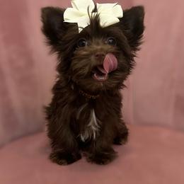Yorkshire Terrier Puppies from Enchanted Yorkies
