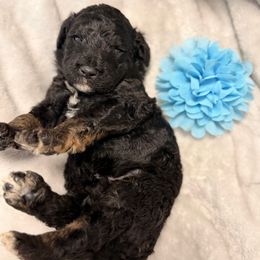 Cookie - Phantom male Poodle puppy in Poplarville, Mississippi from Southern Belle Poodles