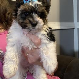 Girl 1 1500 - Parti female Yorkshire Terrier puppy in Douglas, Georgia from Southern Georgia Yorkies and biewers