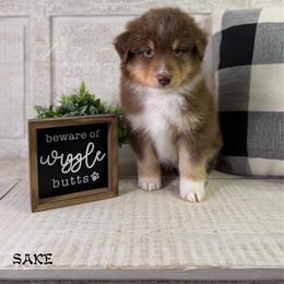 Sake - Red tri-color male Australian Shepherd puppy in Jonesborough, Tennessee from Lotus Australian Shepherds