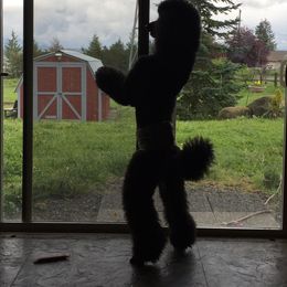 Poodles from Eloquent Poodles