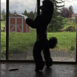 Poodles from Eloquent Poodles