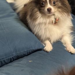 Amara - Pomeranian