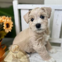 Autumn - Wheaten female Miniature Schnauzer puppy in Independence, Missouri from Crown Schnauzers KC