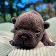 Fiona - Blue female French Bulldog puppy in Salisbury, Maryland from 77 Frenchies Maryland