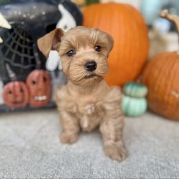 Phoenix - Wheaten male Miniature Schnauzer puppy in Independence, Missouri from Crown Schnauzers KC