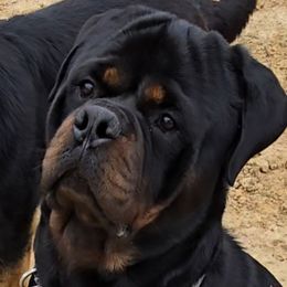 Tank - Rottweiler