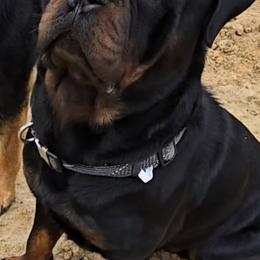 Tank - Rottweiler