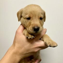 Green - Yellow male Labrador Retriever puppy in Newaygo, Michigan from Royal Oak Gundogs