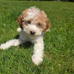 Charm - Red male Cavapoo puppy in Blackfoot, Idaho from Draper Mountain Doodles
