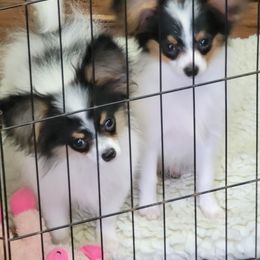 Papillon Puppies from Clearlake Papillons
