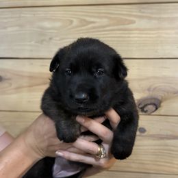 Girl 2 (reserved) - Brindle female Belgian Malinois puppy in Dallas, Texas from OreVis Malinois