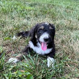 Muffin - Black and white female Aussiedoodle puppy in Nottingham, Pennsylvania from Nottingham Aussiedoodles