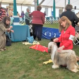 Olivia - Tibetan Terrier
