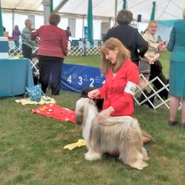 Olivia - Tibetan Terrier