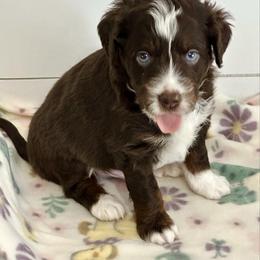 Scout - Red tri-color male Aussiedoodle puppy in Charlestown, Indiana from Forever Aussies and A Doodle
