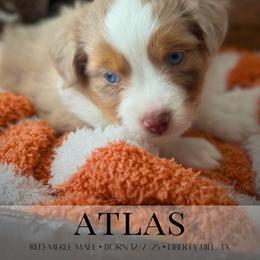 Miniature Australian Shepherd and Toy Australian Shepherd Puppies from Stone & Sage ATX Toy & Mini Aussies