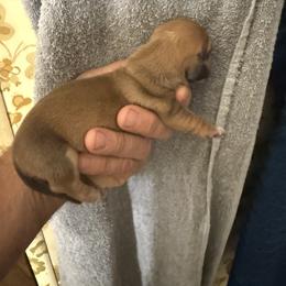 Boy 2 - Cream male Dachshund puppy in South Haven, Kansas from Keen's Dachshunds