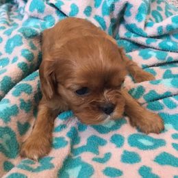 Cavalier King Charles Spaniels from Lea’s Cavalier Kennel