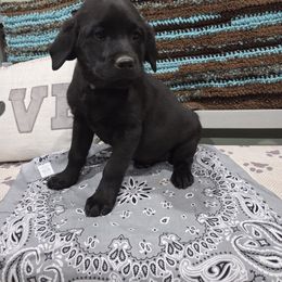 Grey - Black female Labrador Retriever puppy in Calhan, Colorado from Side by Side Dogs