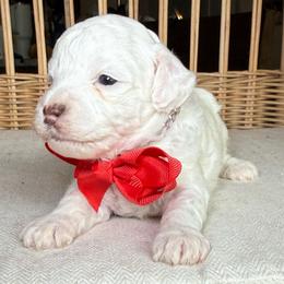 AKC Alfalfa - Parti male Poodle puppy in Tampa, Florida from The Sweet Life of a Toy Poodle