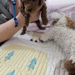 Boy 2 dark blue - Poodle puppy from Sondra's Miniature Poodles