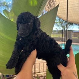 Star-Girl 4 - Black female Poodle puppy in Calimesa, California from Teakwood Poodles of SoCal