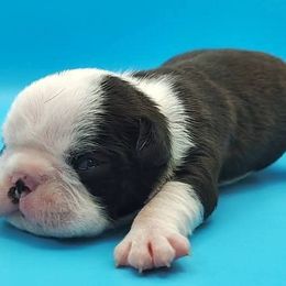 Cashew - Seal brindle and white male Boston Terrier puppy in Youngstown, Pennsylvania from Kingston Boston Terriers
