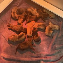 9 - Fawn male Boerboel puppy in Delta, Colorado from SATA Kennels