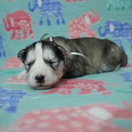 Inu - Gray and white male Siberian Husky puppy in Lunenburg, Vermont from SNOW WOOLY HUSKY