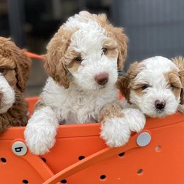Bernedoodles from Bernedoodle Hill