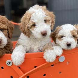 Bernedoodles from Bernedoodle Hill