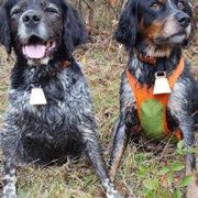 French Brittany All Grown Up from L'Etoile du Nord Kennels