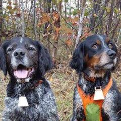 French Brittany All Grown Up from L'Etoile du Nord Kennels