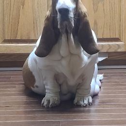 Ella - Basset Hound