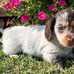 Penny - Dachshund