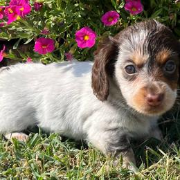 Penny - Dachshund