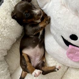 Dachshund Puppies from Honey Creek Doxies