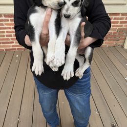 Puppy Boy 1 - Blue and cream male Afghan Hound puppy in Carlisle, Pennsylvania from Winterberry Afghan Hounds