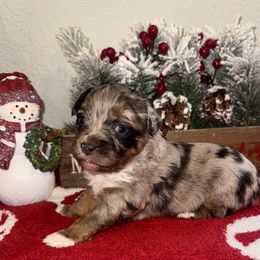 Miniature American Shepherd and Miniature Australian Shepherd Puppies from Fuzy Butts Mini & Toy Aussies
