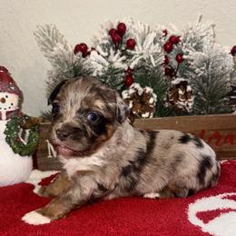 Miniature American Shepherd and Miniature Australian Shepherd Puppies from Fuzy Butts Mini & Toy Aussies