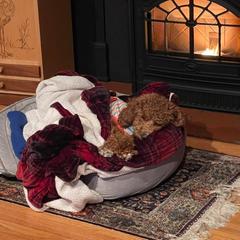 Cavapoo Puppies from Campbell's Cavapoos
