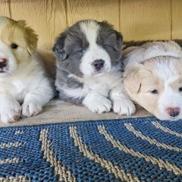 Border Collie puppies from Alpine Tails
