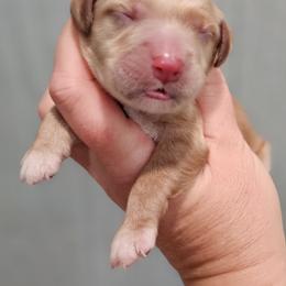 Purple Collar Female - Red female Cockapoo puppy in Mocksville, North Carolina from Hunting Creek Farms