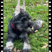 Girl 2 - Standard Schnauzer puppy in Houston, Texas from Monarca Standard Schnauzers