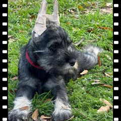 Girl 2 - Standard Schnauzer puppy in Houston, Texas from Monarca Standard Schnauzers